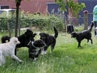 Puppys van Bliss040622-0022